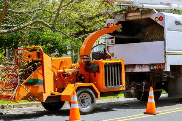arborist wellington cutting branches-min