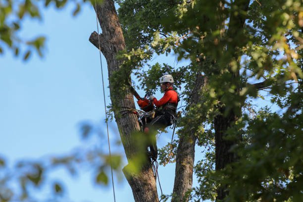 wellington arborist
