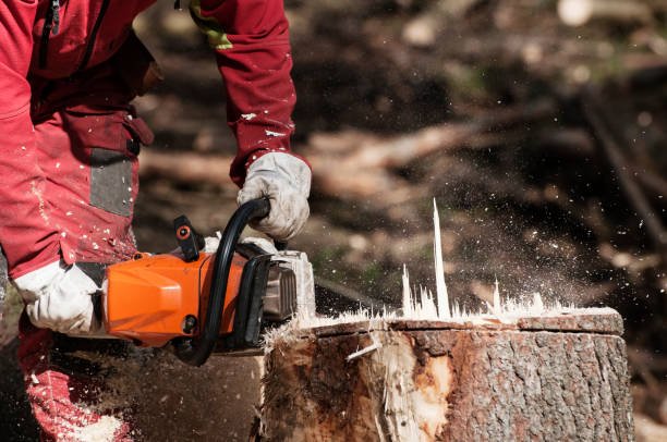 removal stump wellington