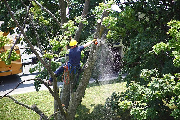 tree cutting
