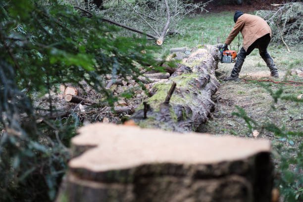 tree removal in wellington for homeowners