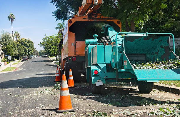 tree removal in wellington for roads