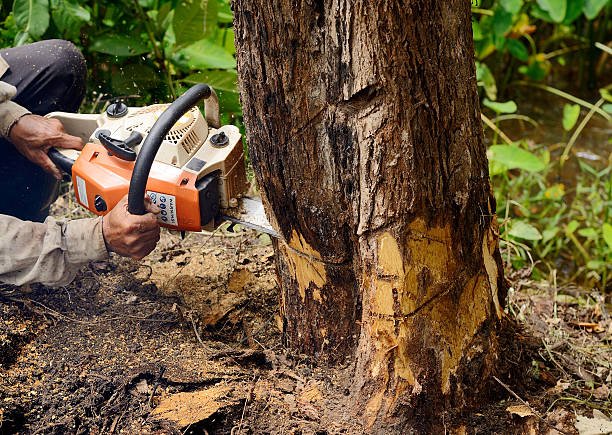 tree removal in wellington